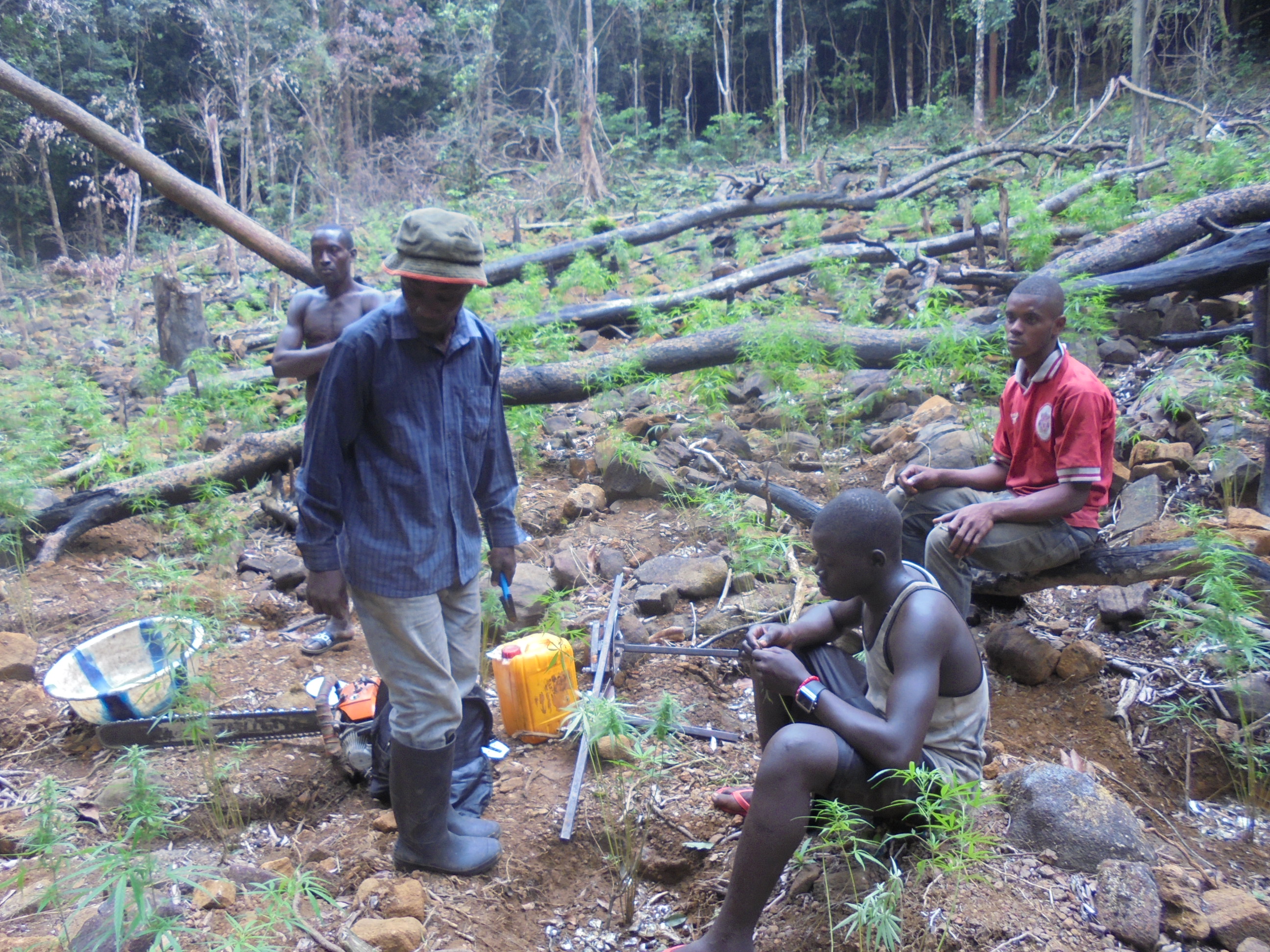 Logging WAPNP Sierra Leone